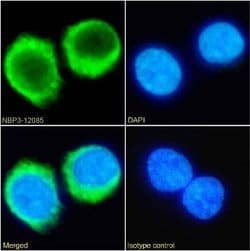 Complement Component C5aR1 Rabbit anti-Human, Clone: 32-G1, Novus Biologicals:Antibodies:Primary
